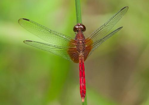 Erythrodiplax famula